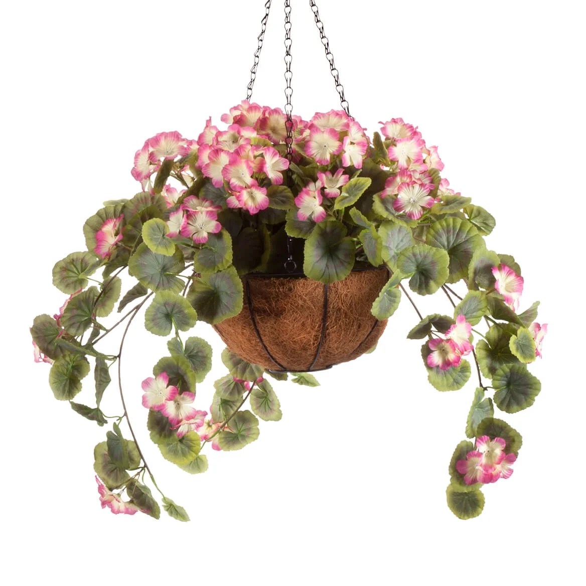 Full Assembled Geranium Hanging Basket by OakRidge™Raspberry