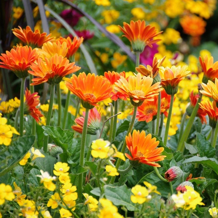 Electric Orange Drakensberg Daisy Flowering Perennial 2 Gal