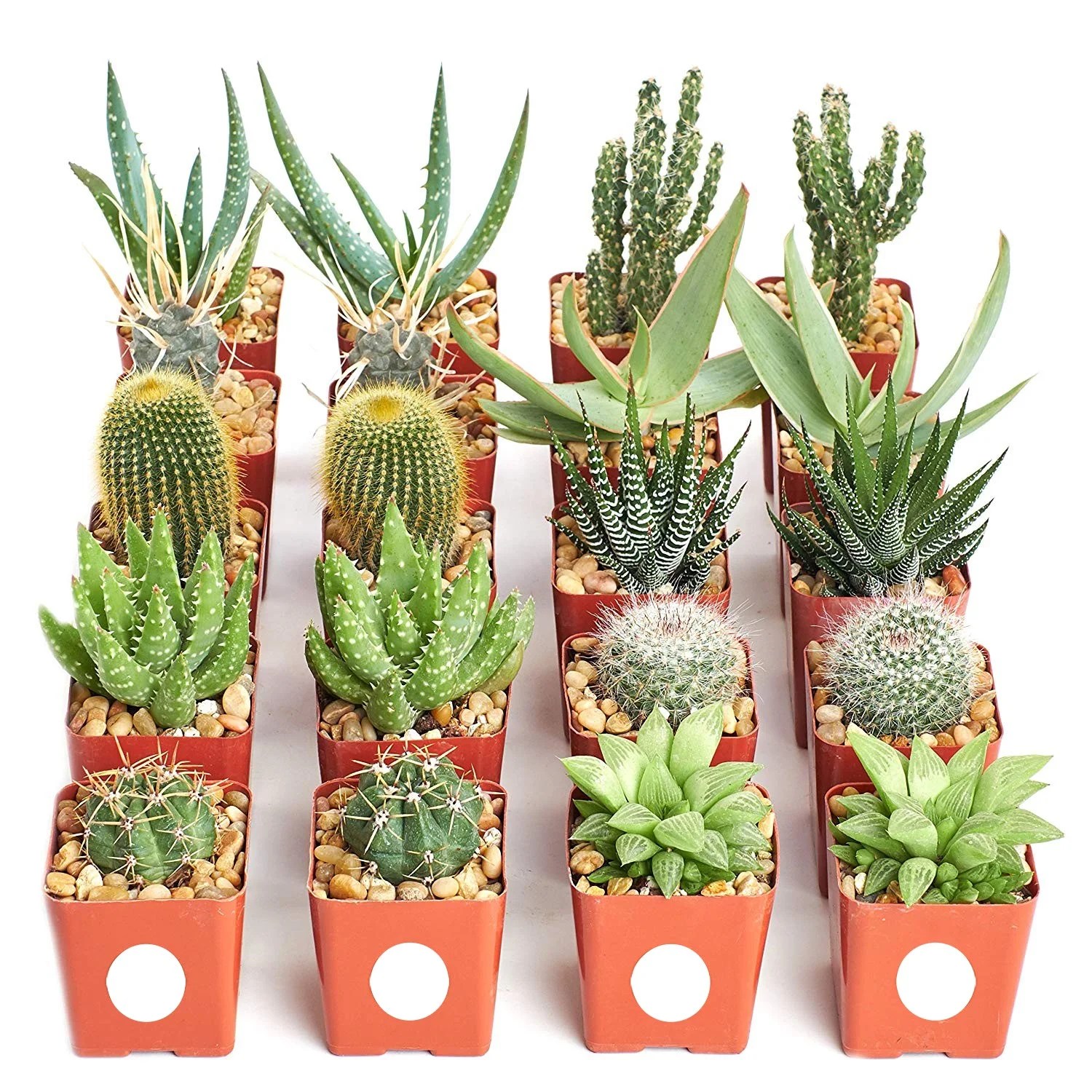 Home Botanicals 2.5" Hardy Cacti and Succulent Plants (20) Walmart