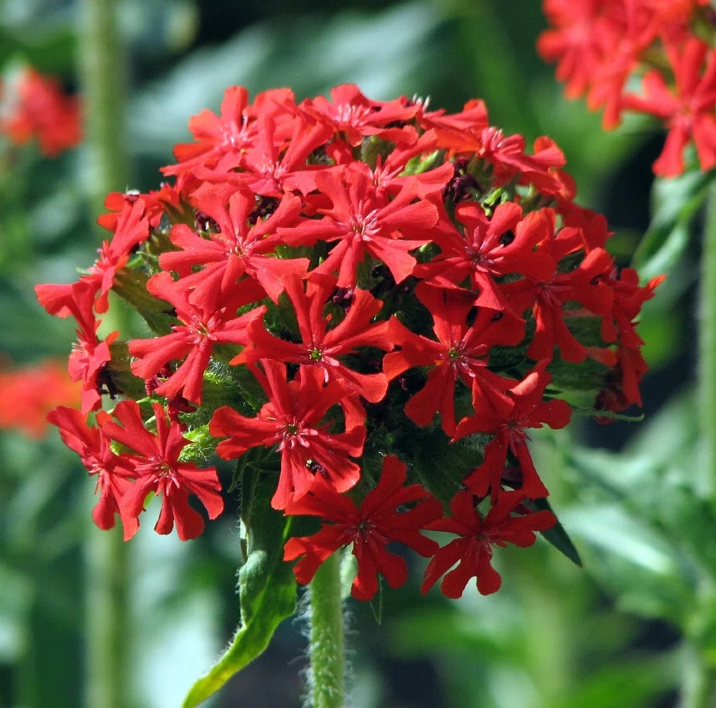 How To Crossbreed Plants Plant Ideas