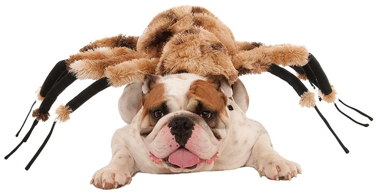 Giant Spider Dog Costume Small