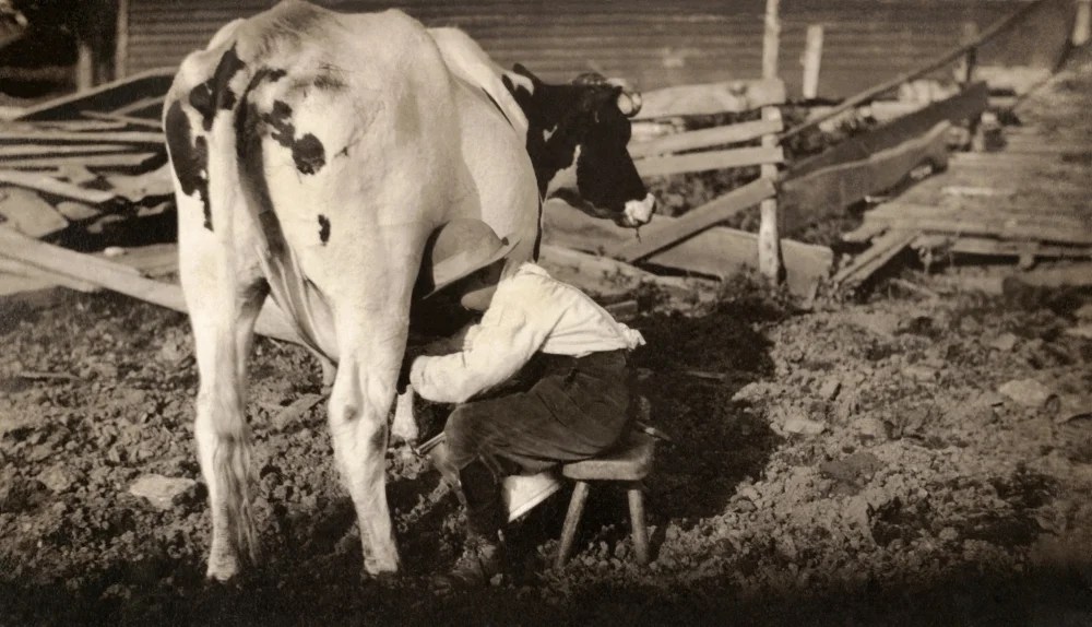 Hine Milking 1913 Nan EightYearOld Boy Milking A Cow On A Dairy Farm