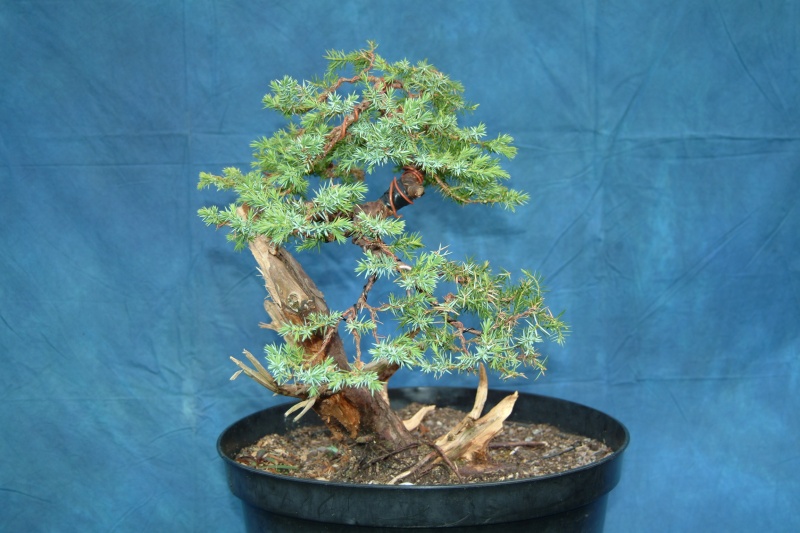 Hairpin Juniper