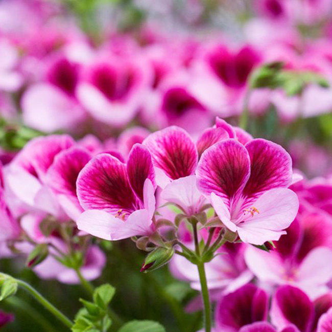 Which Flowers Are Popular In The USA Ferns N Petals