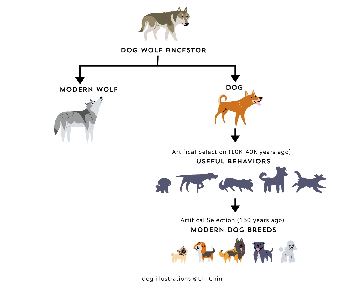 How Accurate Is Dog Dna Tests For Breed