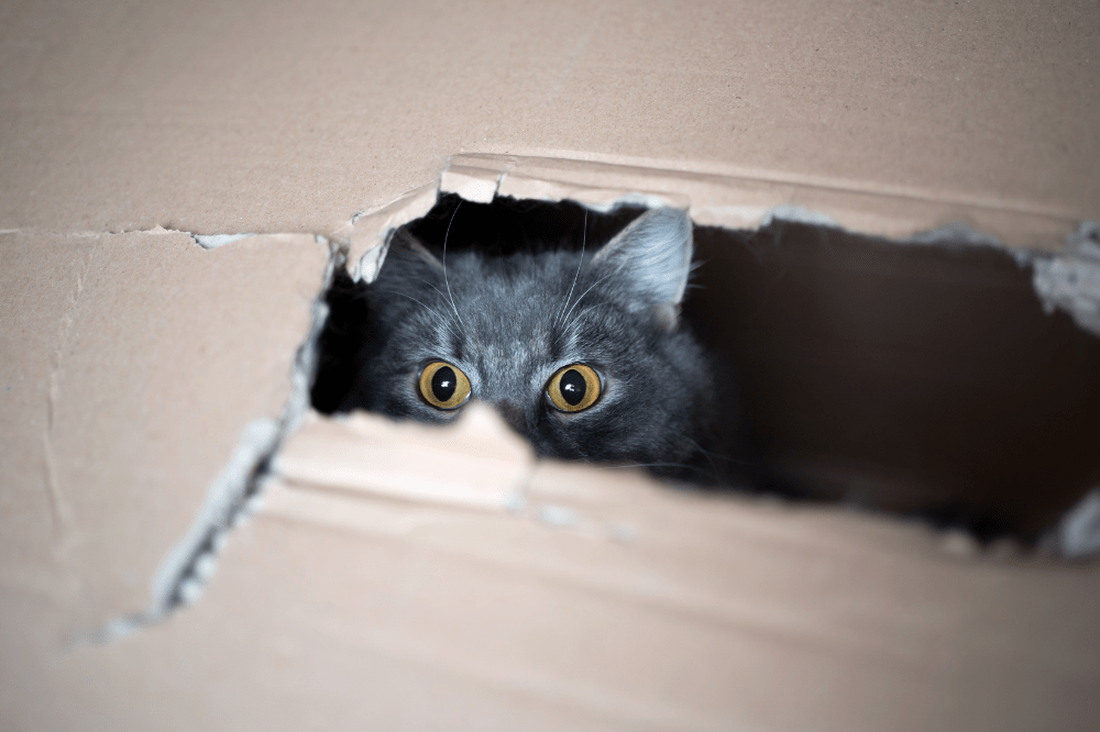 The Sustainable Cat Making Better Choices for the Environment The