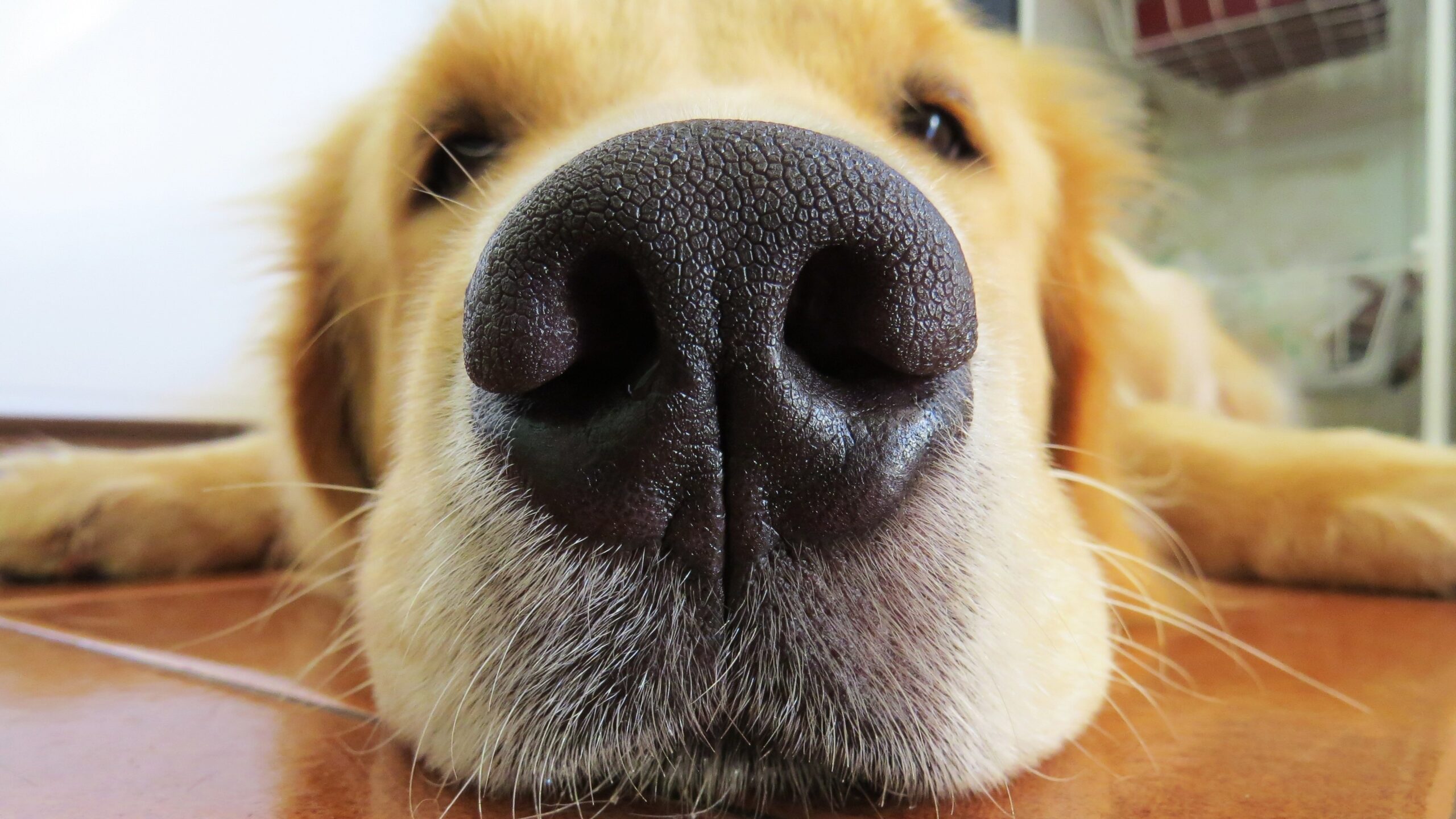 Bet You Did Not Know This About Your Dog's Nose!