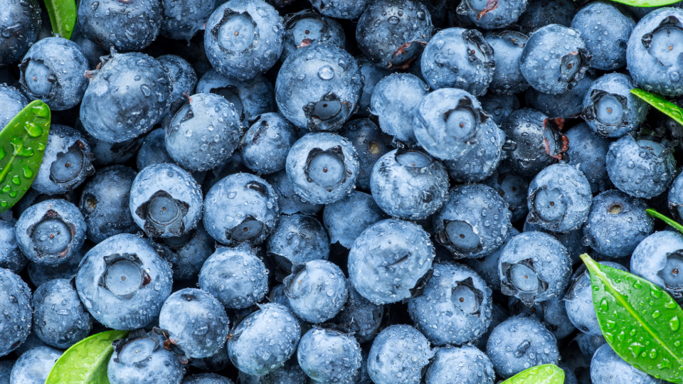 Best Mulching Practices for Blueberries Investment Agriculture