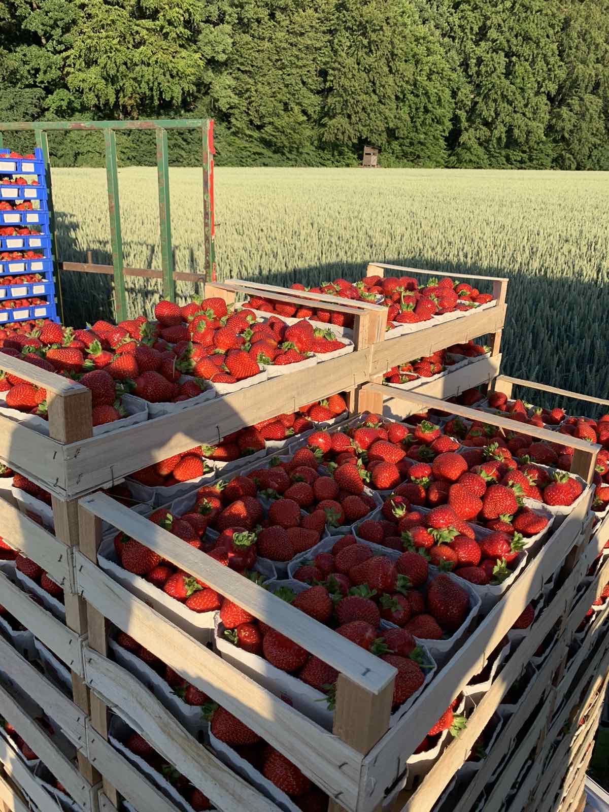 Sander Calenberger Landhof