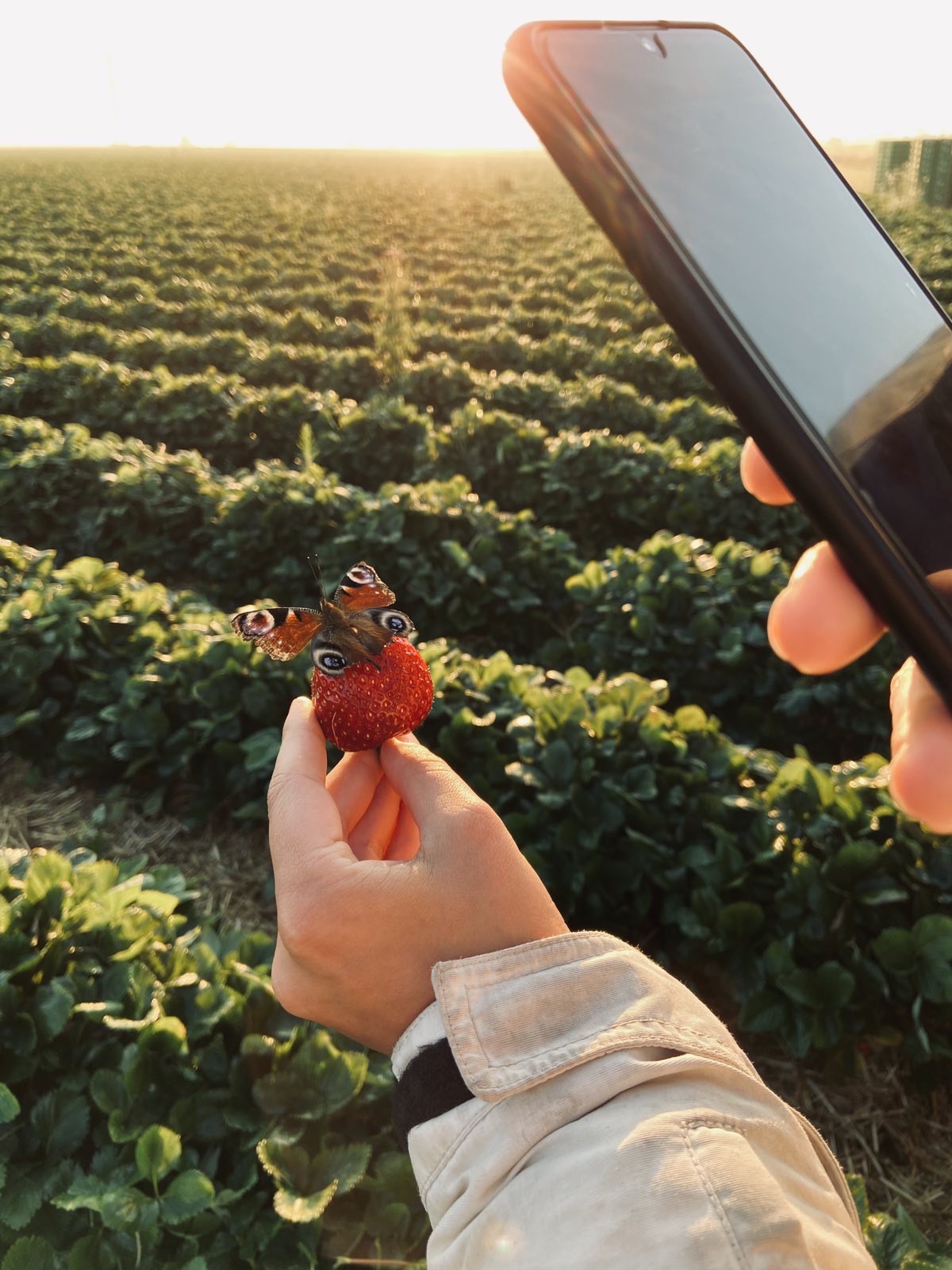 Sander Calenberger Landhof