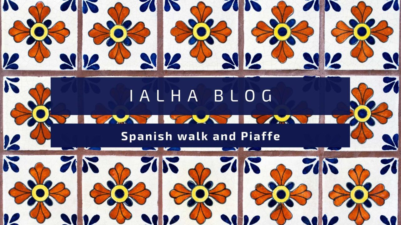 Spanish Walk and Piaffe International Andalusian & Lusitano Horse