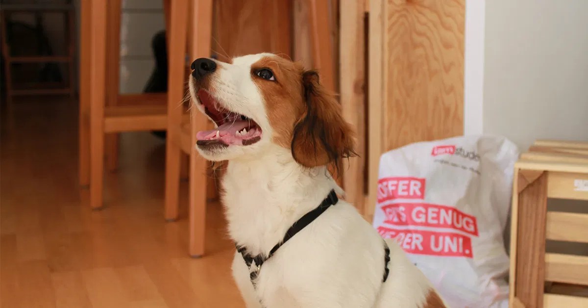 Auf den Hund gekommen Studieren mit Hund iamstudent