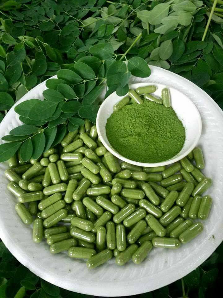 Moringa Powder Capsules Healthy Liver Function Natural Solutions