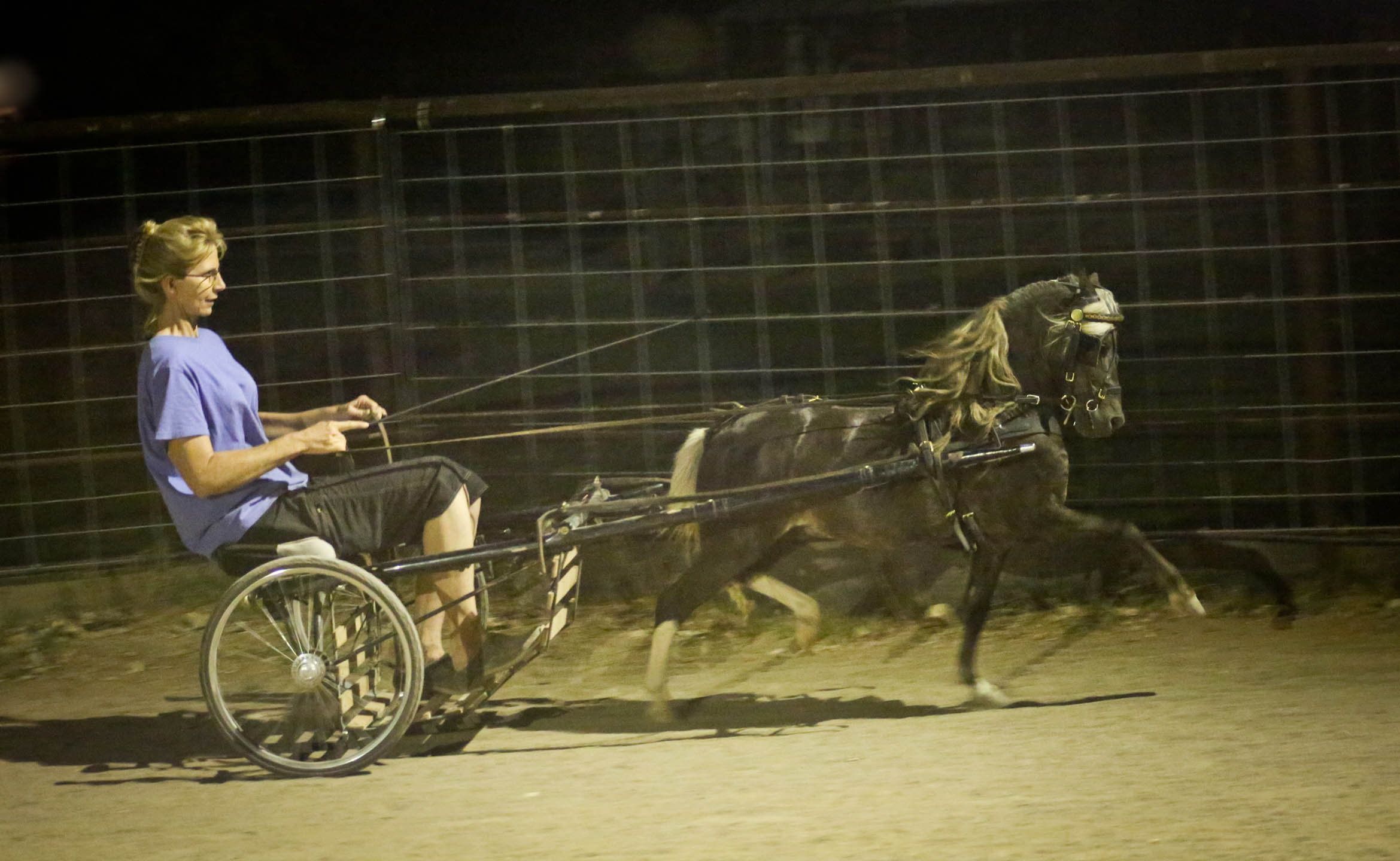 foaling information for miniature horse, miniature horse in Arizona, AZ