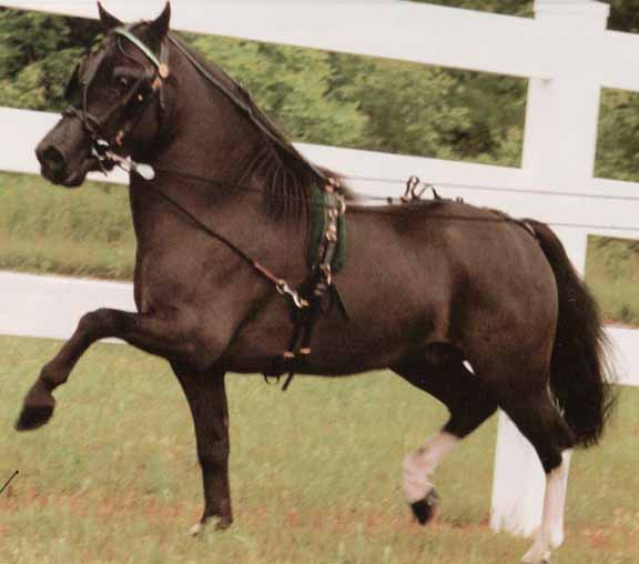 miniature horses for sale in arizona; miniature horses for sale in