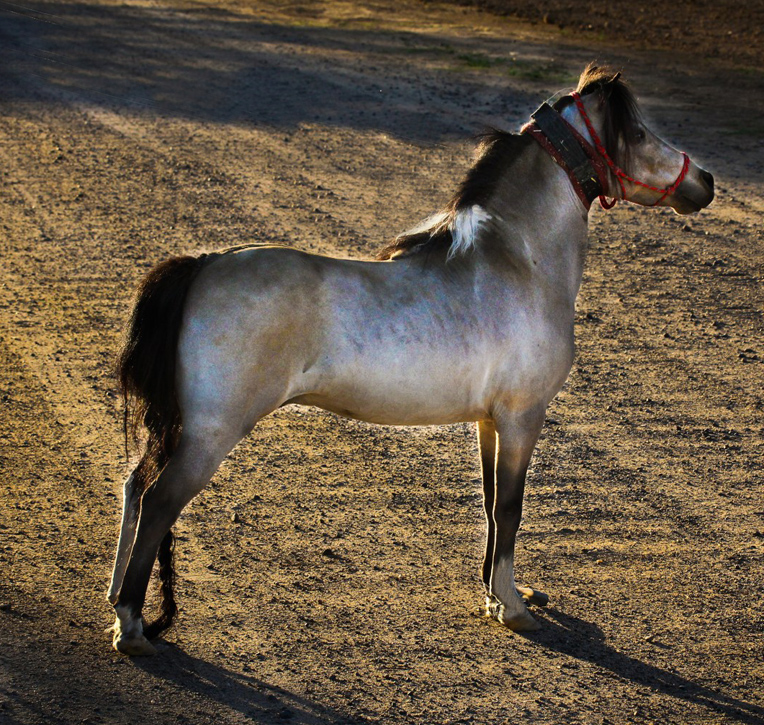 foaling information for miniature horse, miniature horse in Arizona, AZ