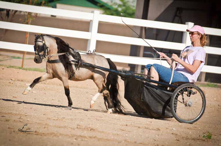 miniature horse driving, miniature horse breeder in arizona, miniature