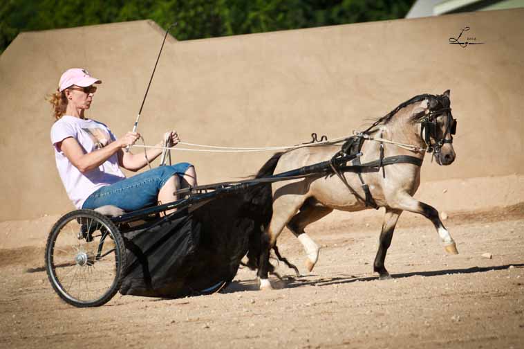 miniature horse driving, miniature horse breeder in arizona, miniature