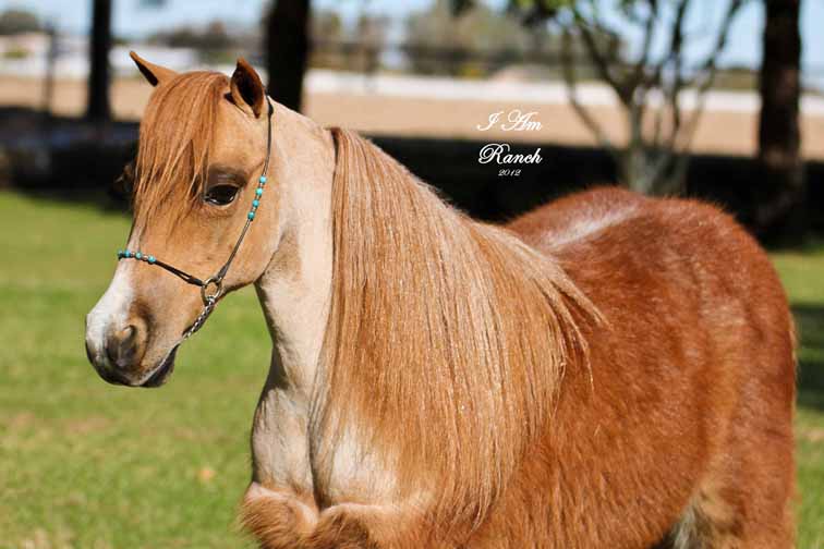 Miniature horses, miniature mare by Little Kings Supreme Dream, Komokos