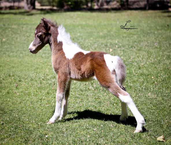 miniature horse breeder in arizona, miniature horse stud in arizona