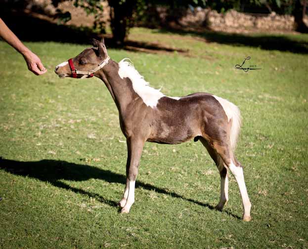 miniature horse breeder in arizona, miniature horse stud in arizona