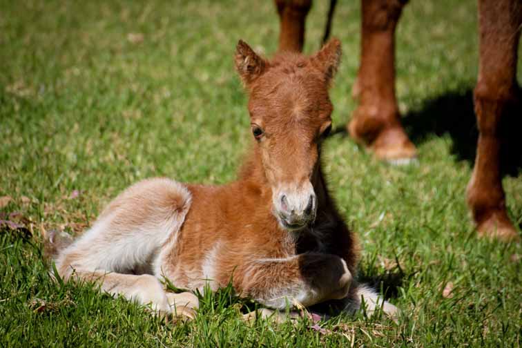 foaling information for miniature horse, miniature horse in Arizona, AZ