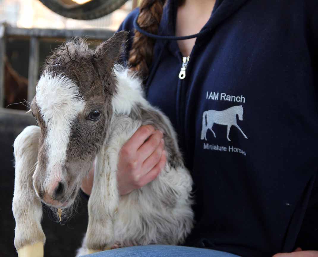 miniature horse breeder of driving horses