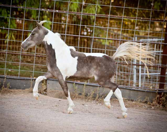 miniature horse breeder of driving horses