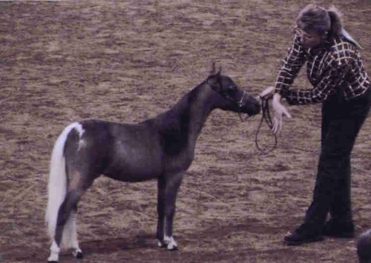 miniature horses for sale in arizona; miniature horses for sale in