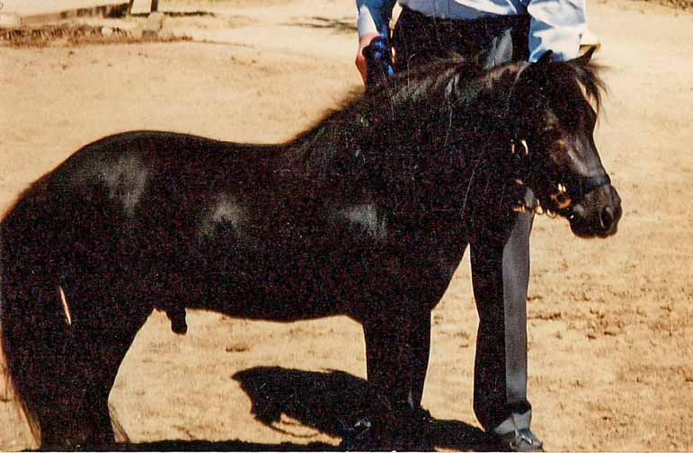 Miniature horses for sale in Arizona, miniature horse breeder