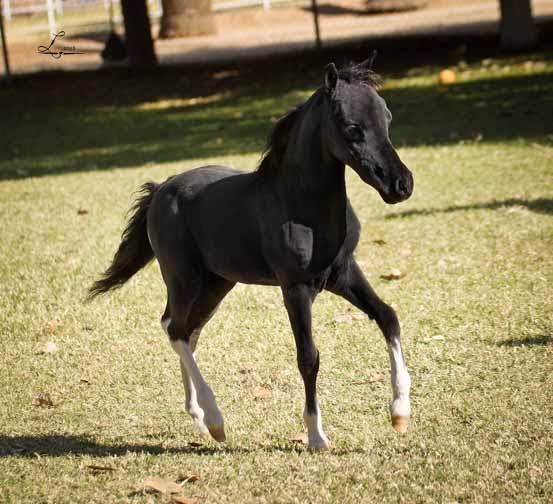 miniature horse breeder in arizona, miniature horse stud in arizona