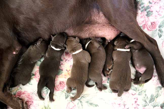 labrador retriever puppies for sale, lab breeder in Arizona, Arizona