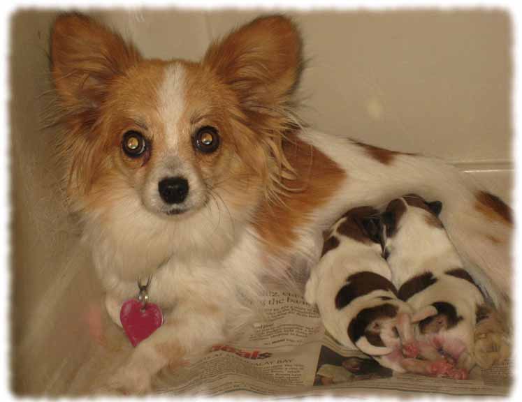 Papillon Dog For Sale The Cool Designs