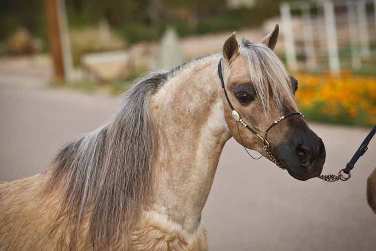 miniature horse breeder in arizona, miniature horse stud in arizona