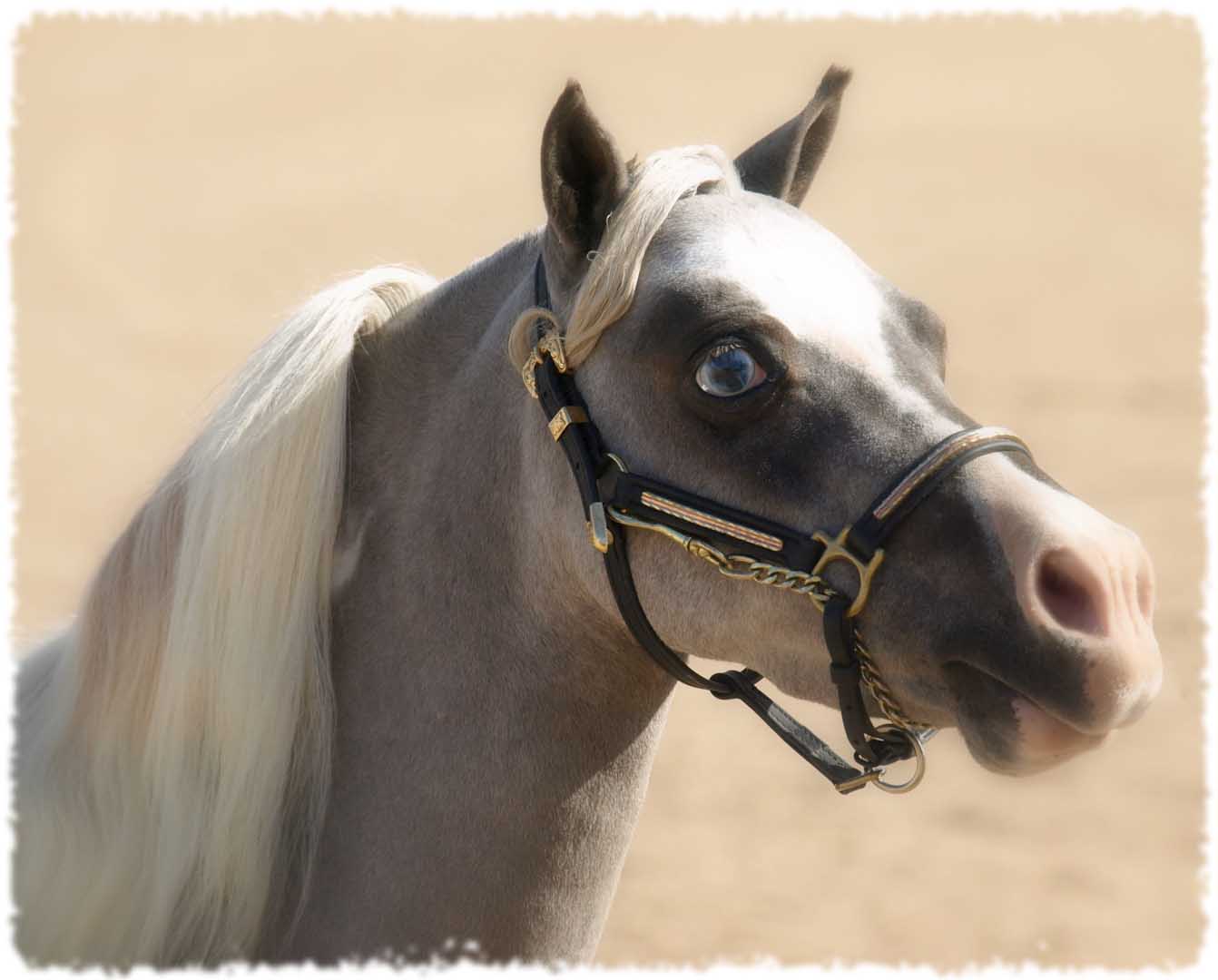 miniature horse arizona, miniature driving gelding for sale, miniature