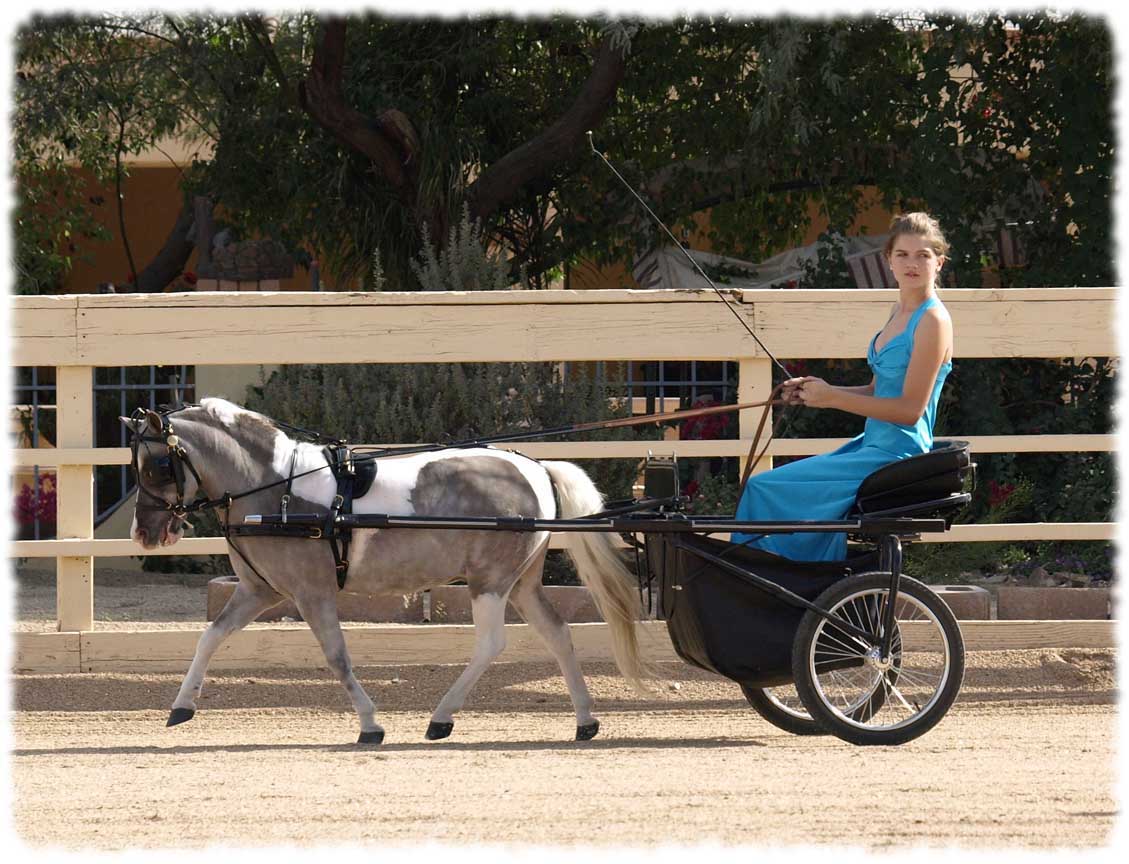 miniature horse arizona, miniature driving gelding for sale, miniature horse for sale in Arizona