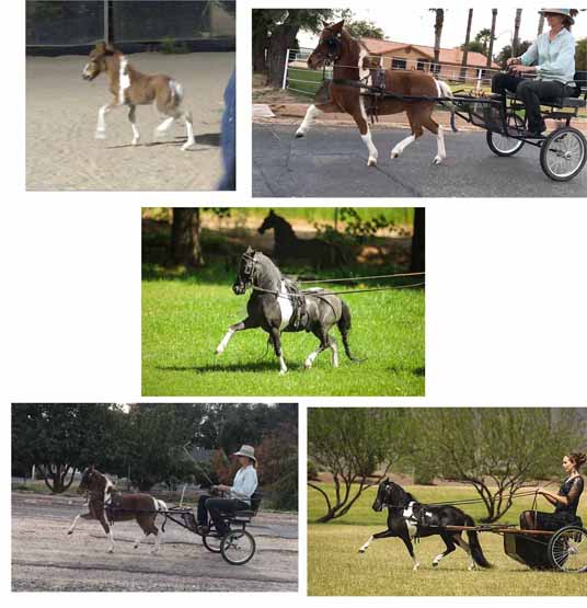 miniature horses for sale in arizona; miniature horses for sale in