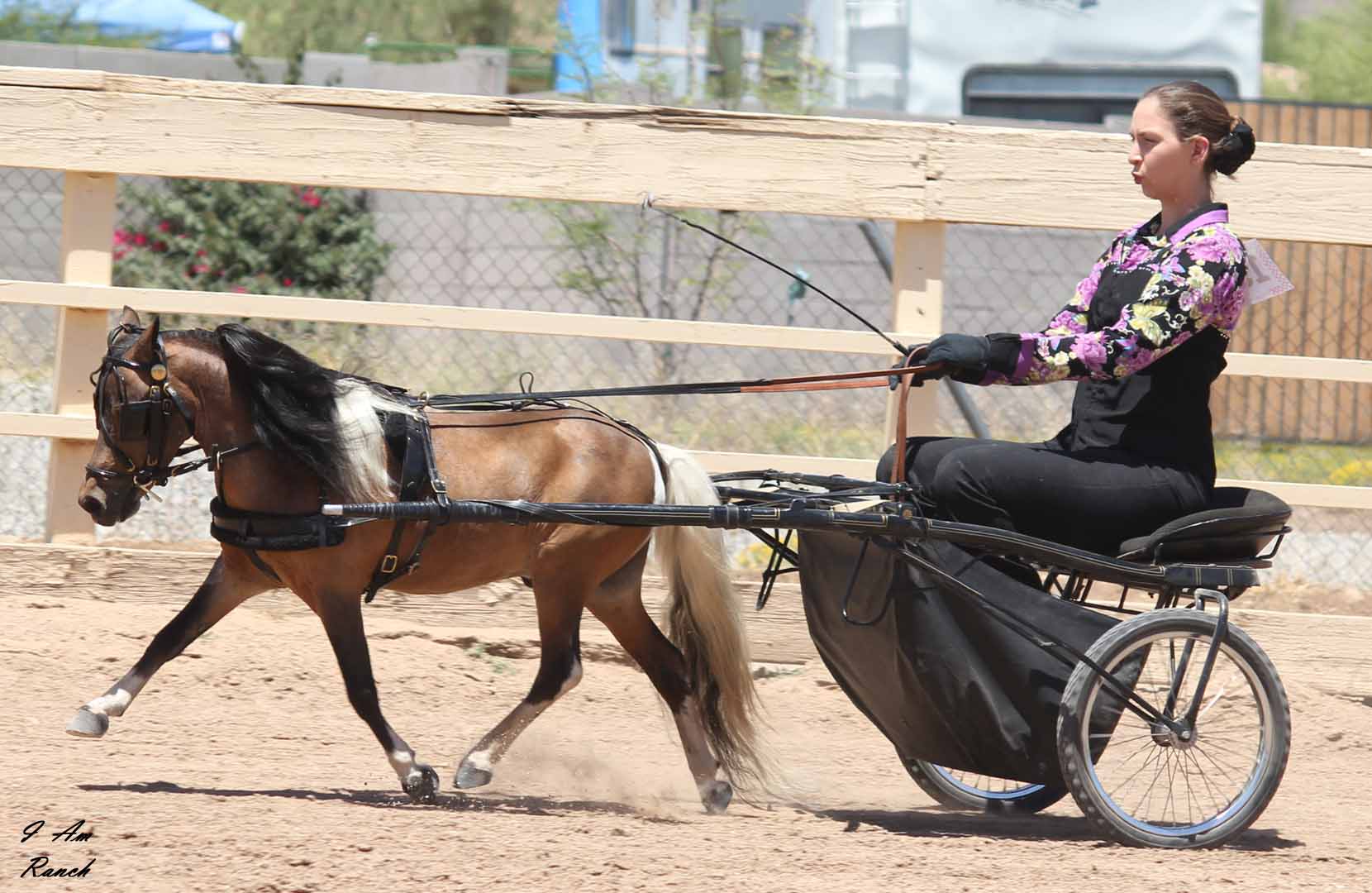 miniature horse foaling, miniature dystocia, miniature horse breeder