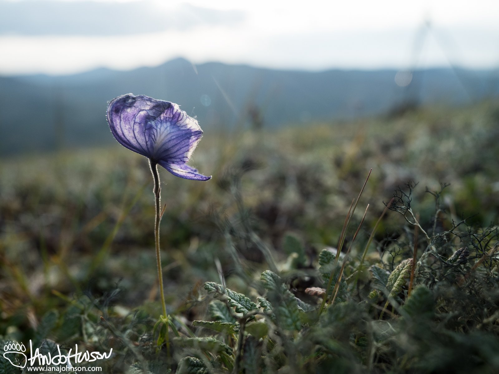 Colorful Seasons in Alaska