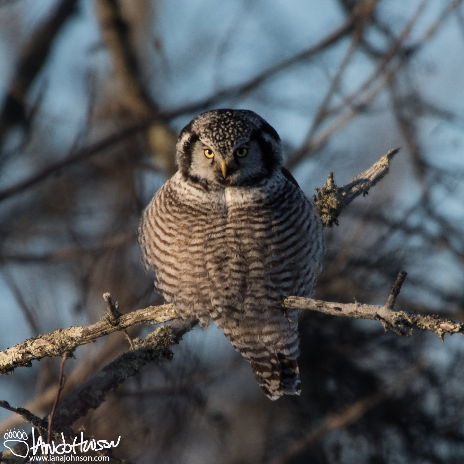 Northern Hawk Owl Archives - Ian A Johnson : Life, Wildlife, Wild-life