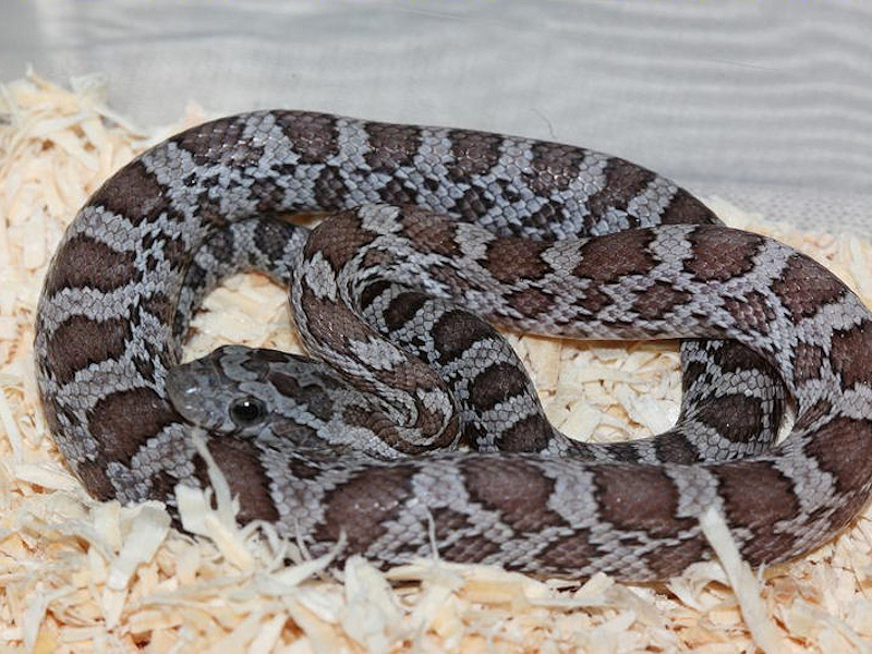 Corn snake morphs calculator
