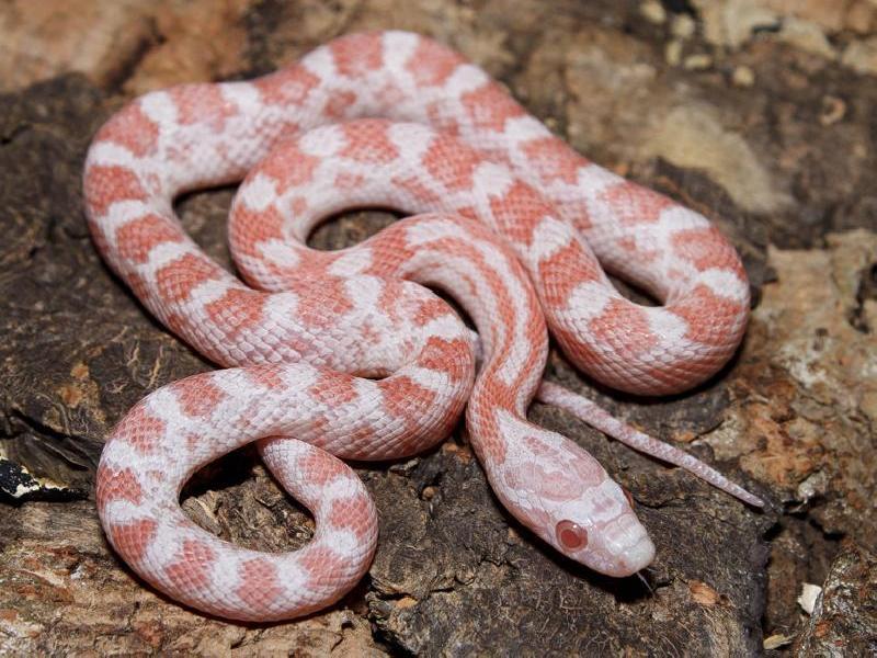 Ians Vivarium Diffused Peppermint Cornsnake