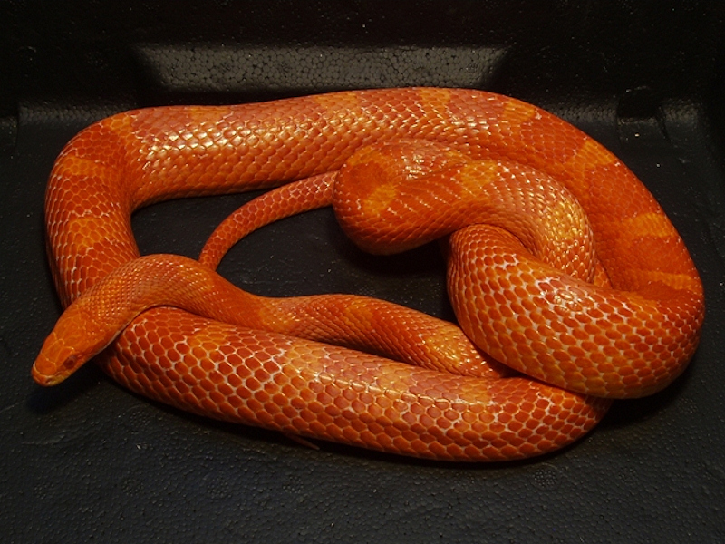 Ians Vivarium Fire Cornsnake
