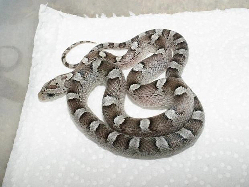 Ians Vivarium Granite Cornsnake