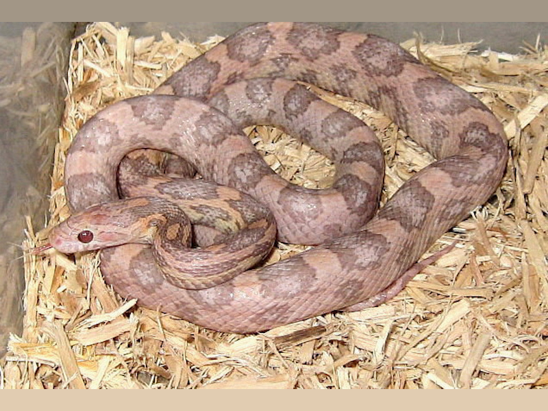 Ians Vivarium Hypo Lavender Cornsnake
