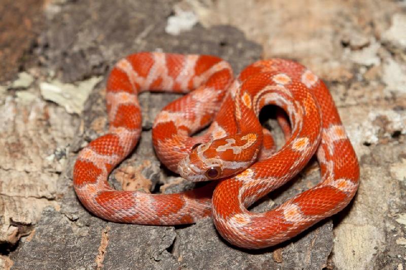 Ians Vivarium Lava Cornsnake