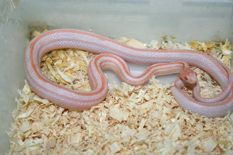 Opal Stripe Cornsnake Ians Vivarium