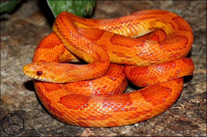 Ians Vivarium Sunkissed Lava Cornsnake
