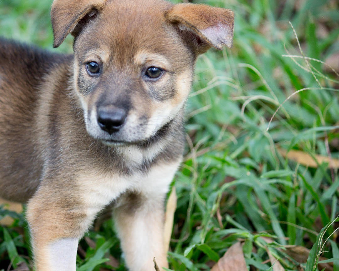 Fundraising Policy IAPWA