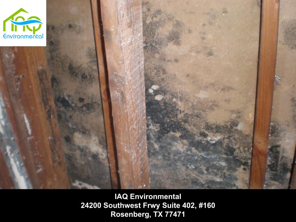 Mold Inspection and Testing Mold Clearance IAQ Environmental